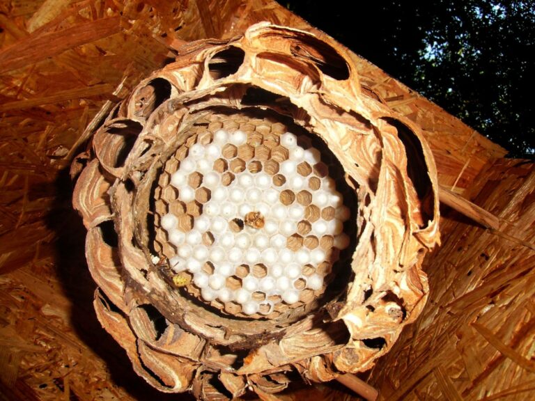 Bienen_24