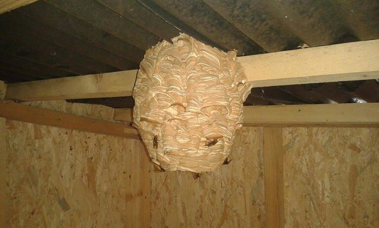 Hornissen-Nest