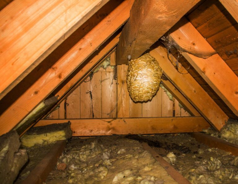 Hornissen-Nest_2