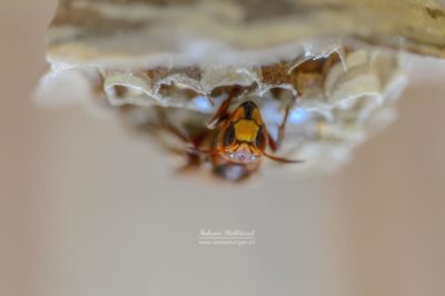 DSC_7606-e1614975000906