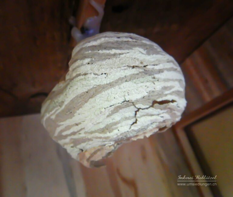 DSCN0251_b