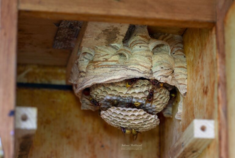 Nest_Thundorf_100718