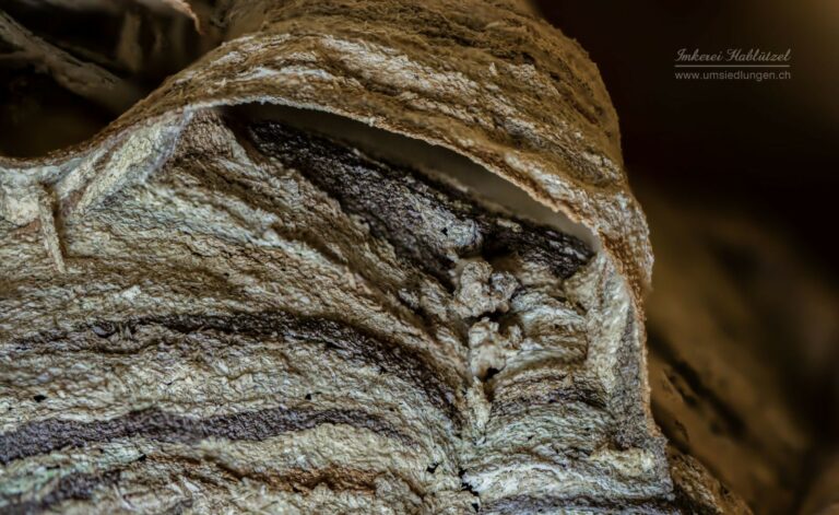 hornissen_nest_1