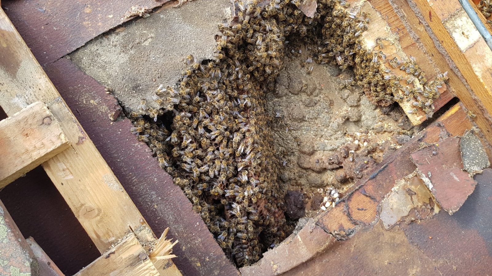 Honigbiene, Honigbienen, Waben, Bienenvolk