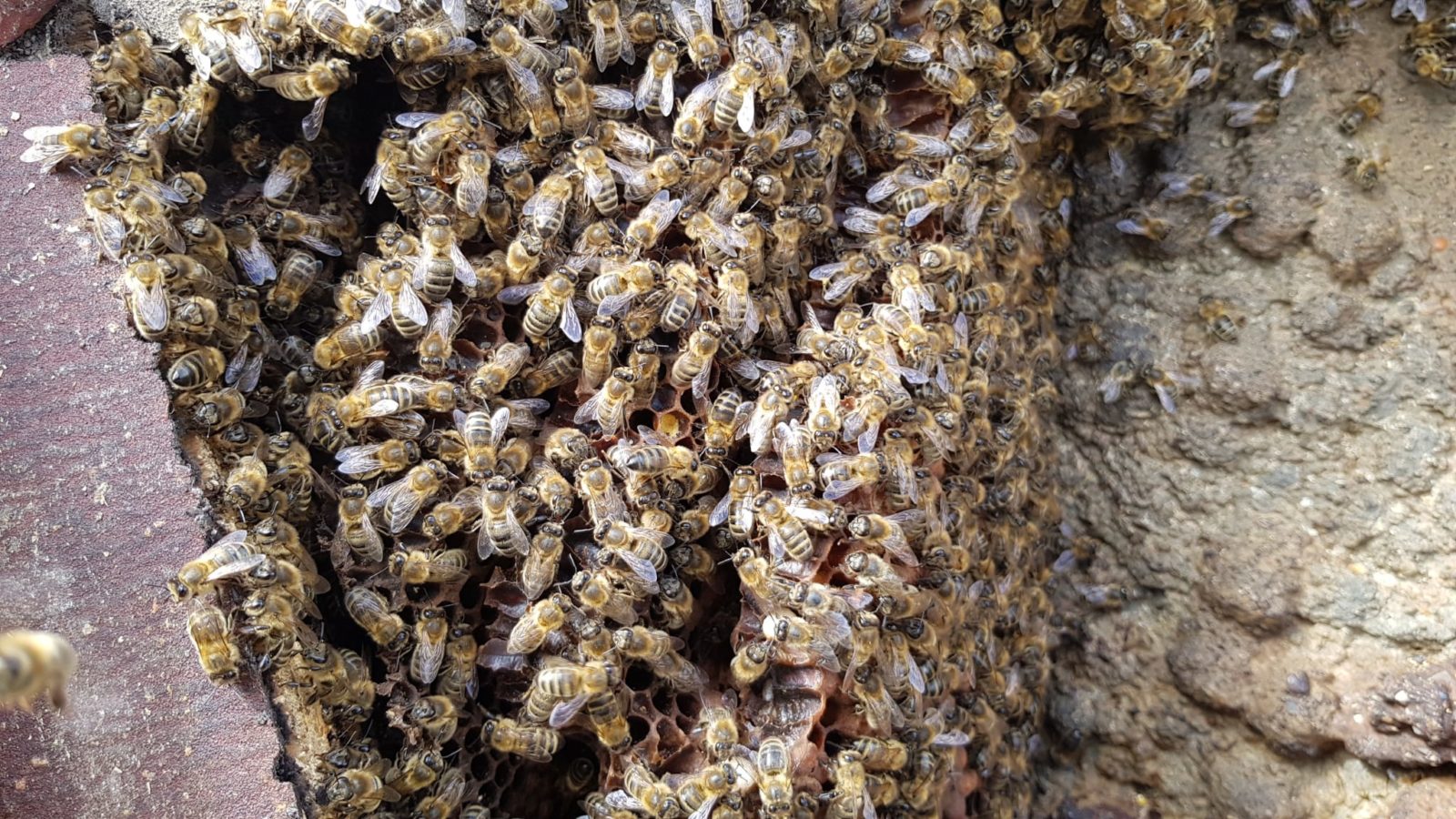 Honigbiene, Honigbienen, Waben, Bienenvolk