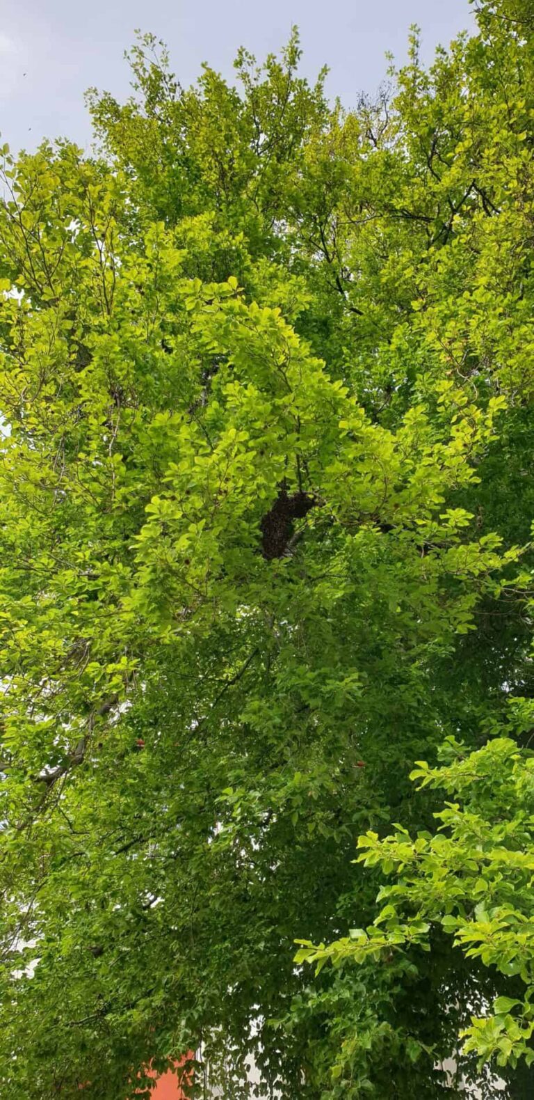 20190517_160350-rotated