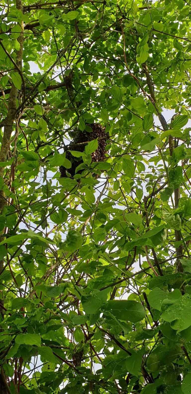 20190517_170045-rotated