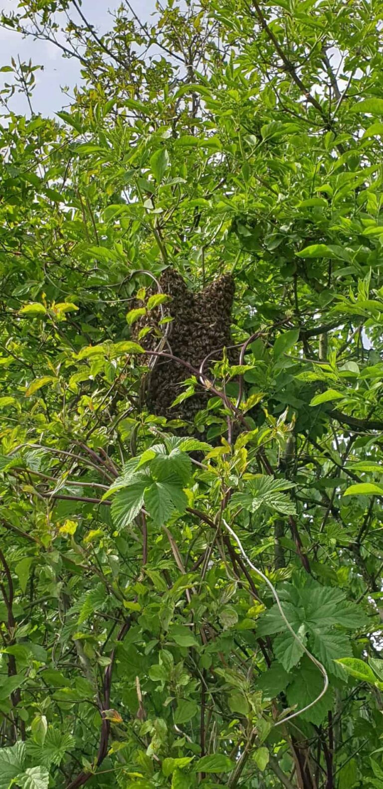 20190517_170109-rotated