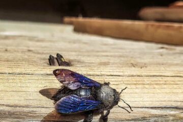 die blaue Holzbiene