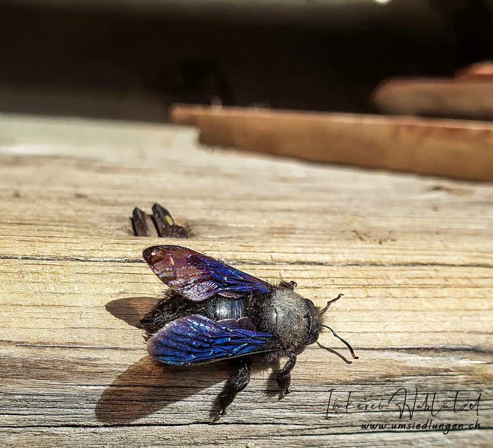die blaue Holzbiene