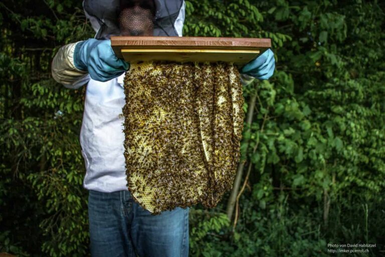 Bienen_6