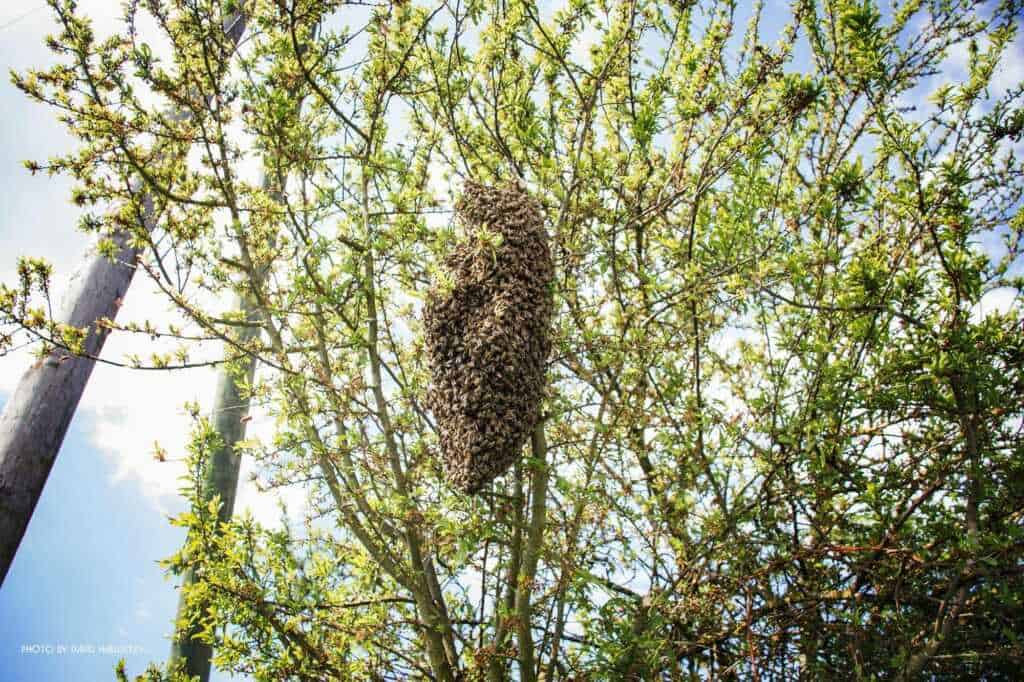 Bienenschwarm melden