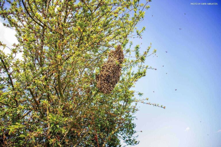 Bienen_86