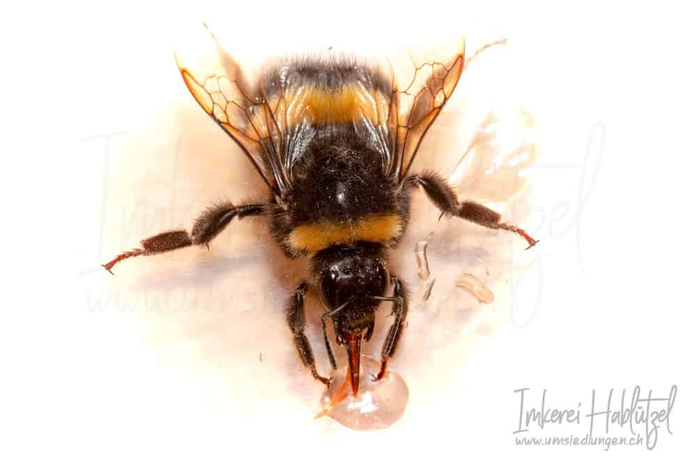 Wildbienen