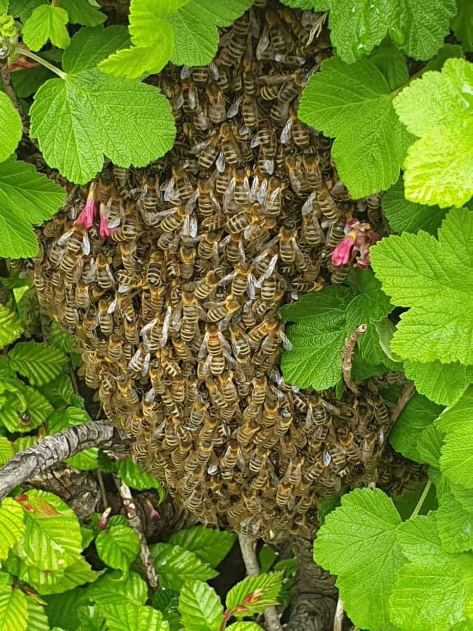 Bienenschwärme Bilder