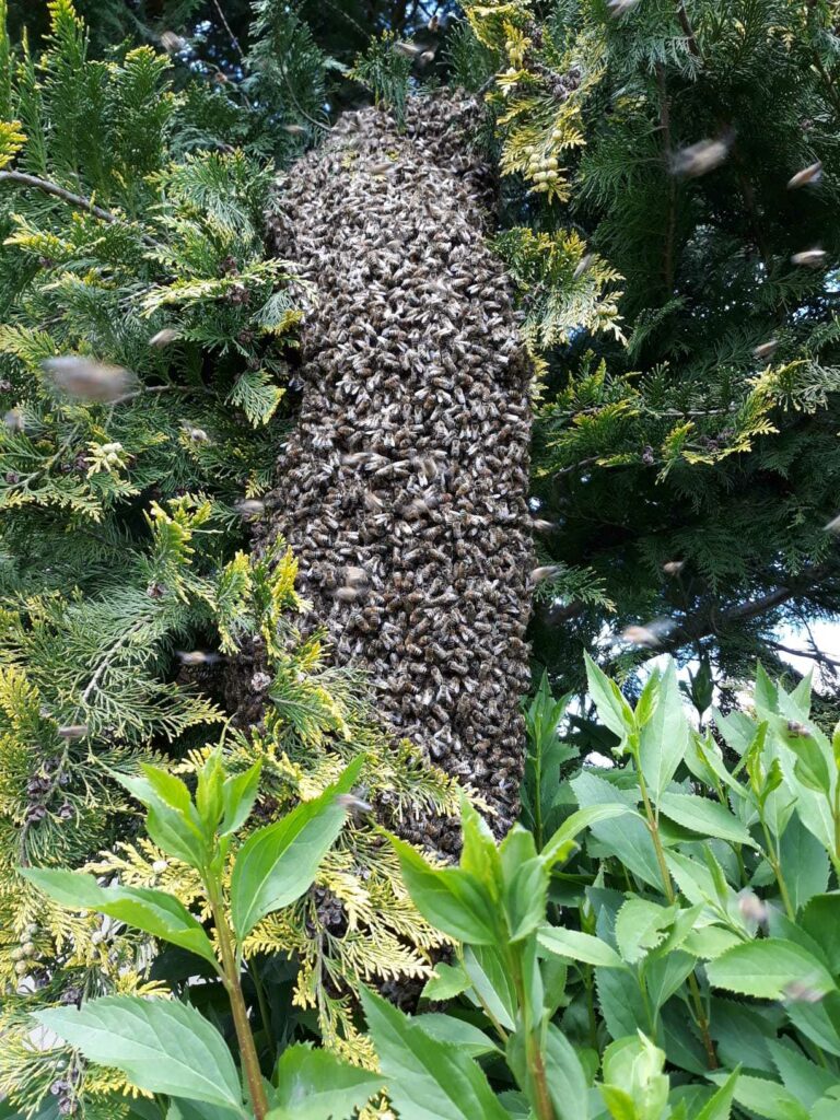IMG-20190514-WA0011
