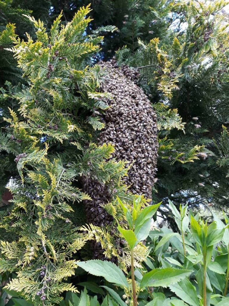 IMG-20190514-WA0015