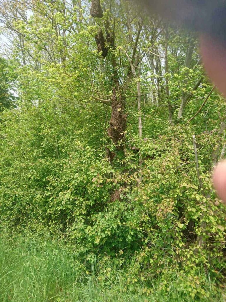 IMG-20190517-WA0092