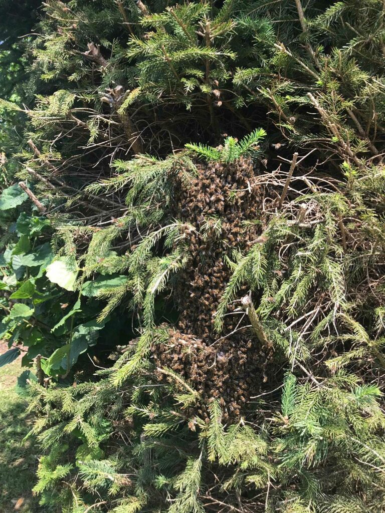 IMG-20190521-WA0008