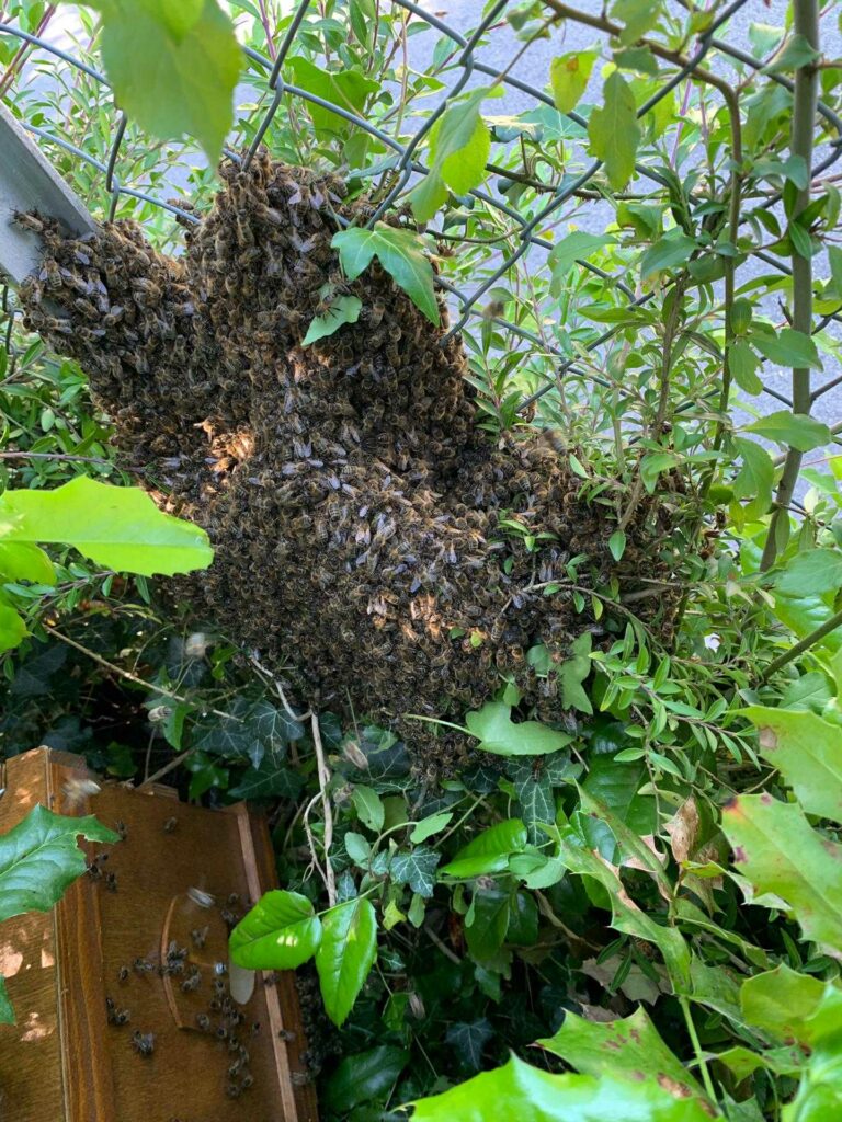 IMG-20190523-WA0009