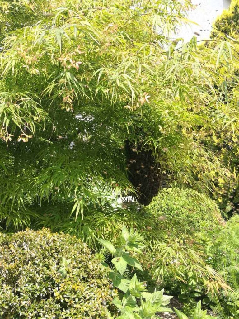 IMG-20190524-WA0020