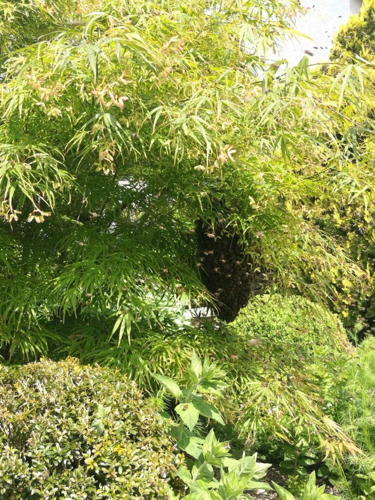 IMG-20190524-WA0020