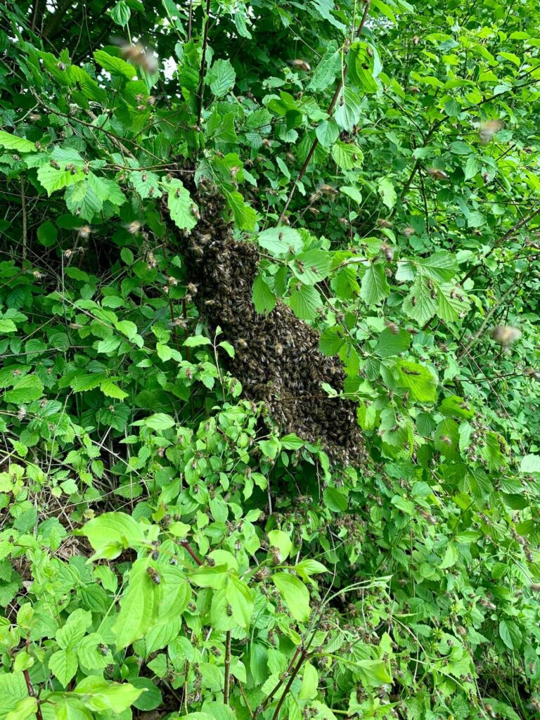 IMG-20190526-WA0019