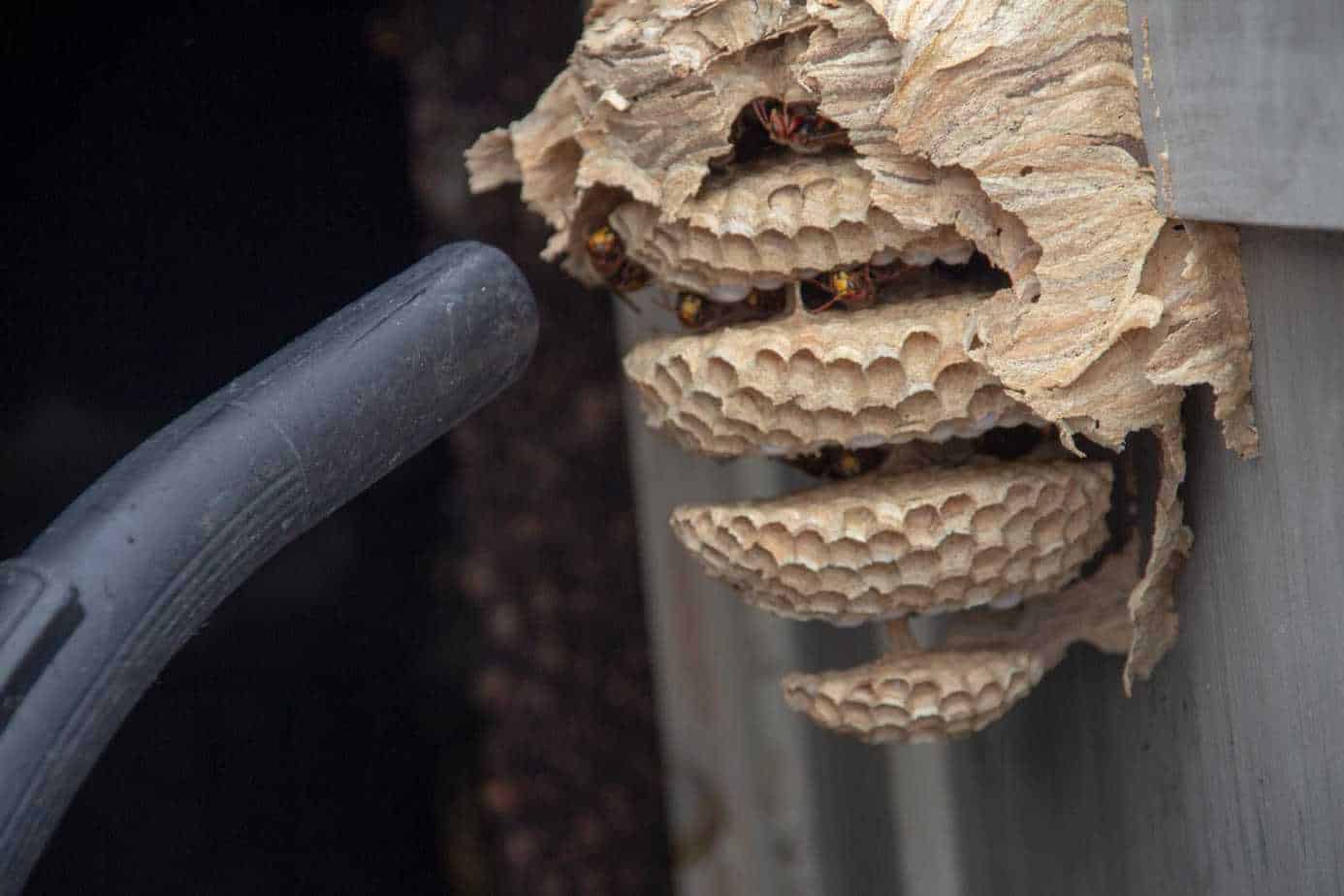 hornissen nest