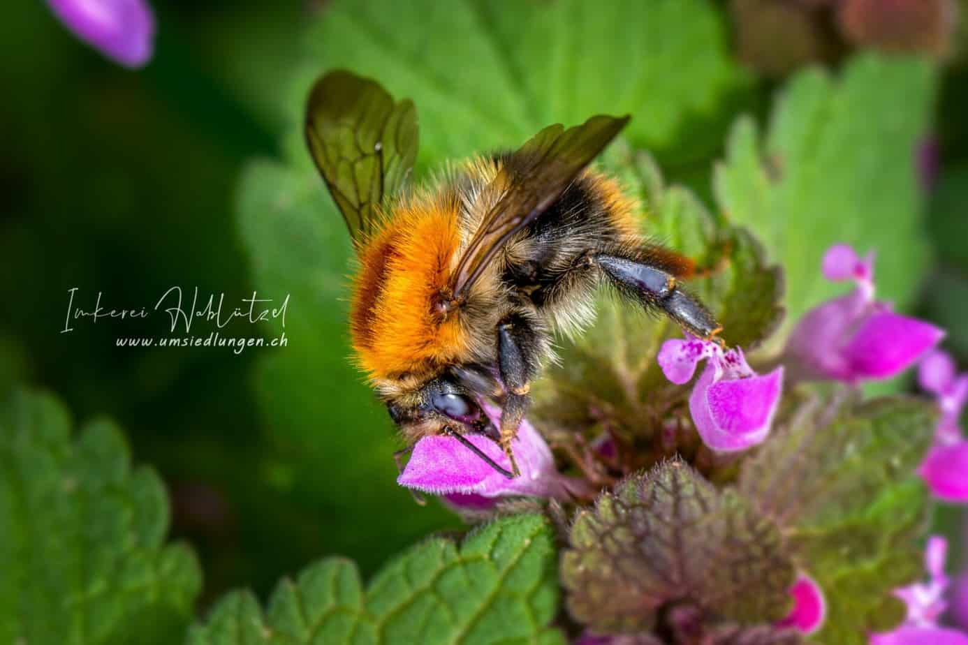 Wildbienen
