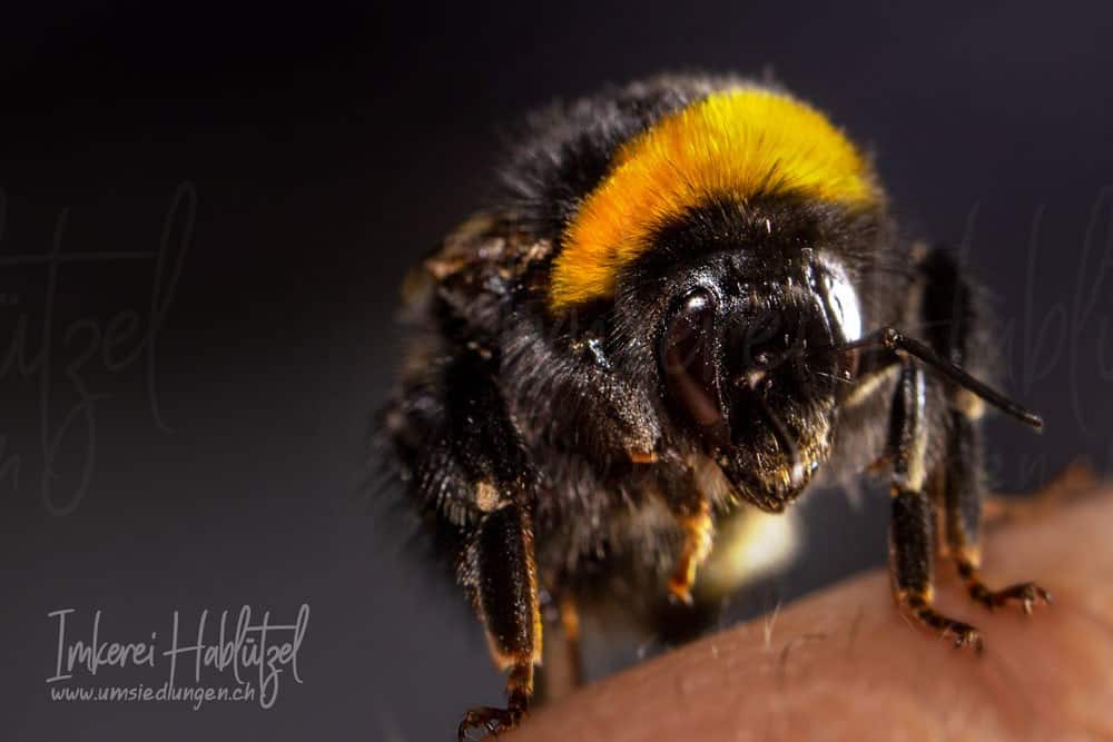 Wildbienen