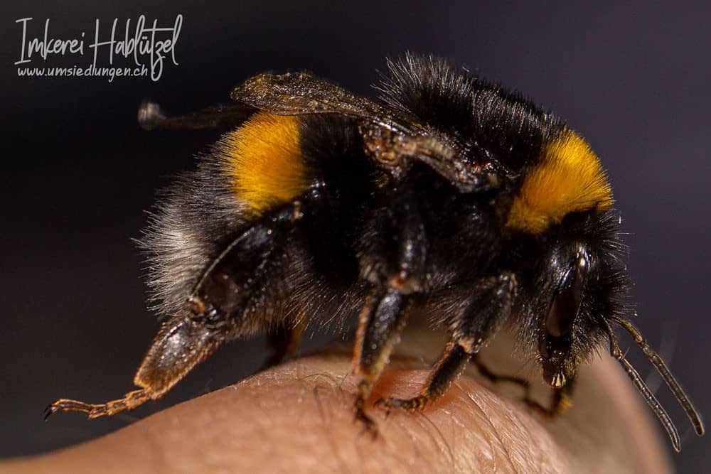 Wildbienen