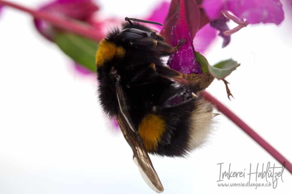 Wildbienen
