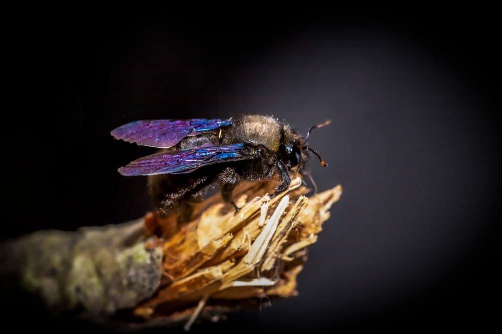 die blaue Holzbiene