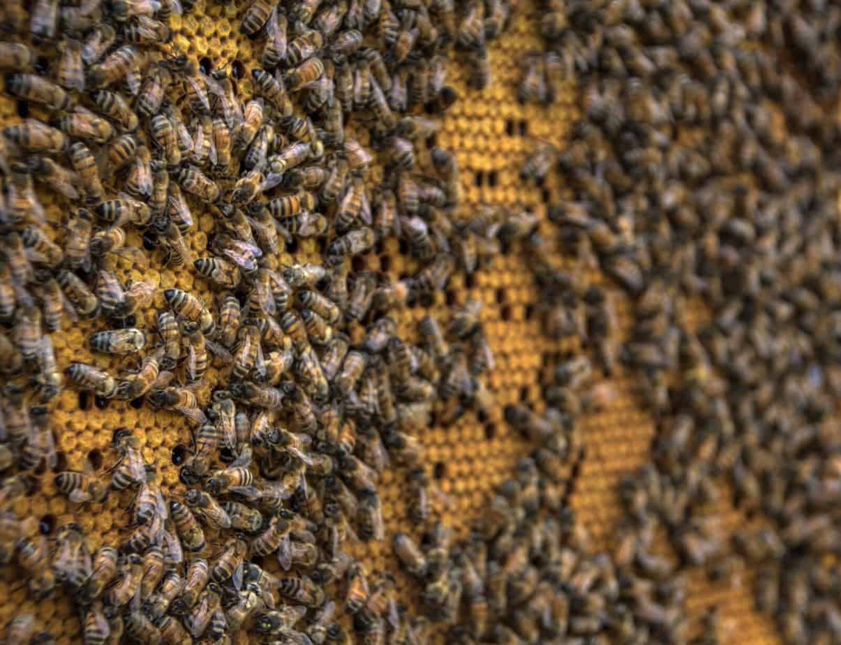 Honigbienen Bilder