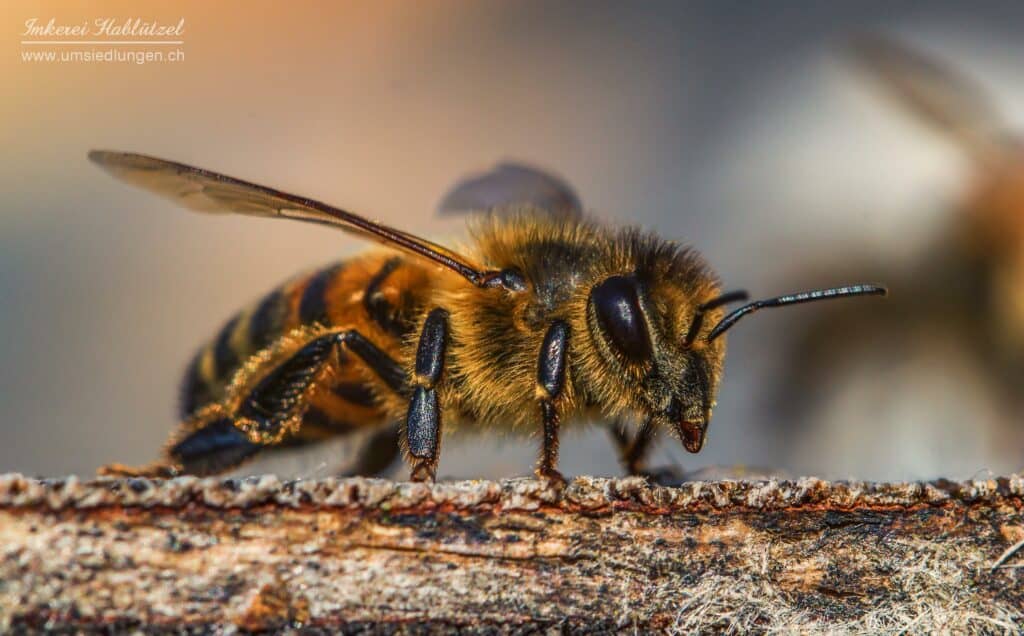 Honigbiene Biene bee