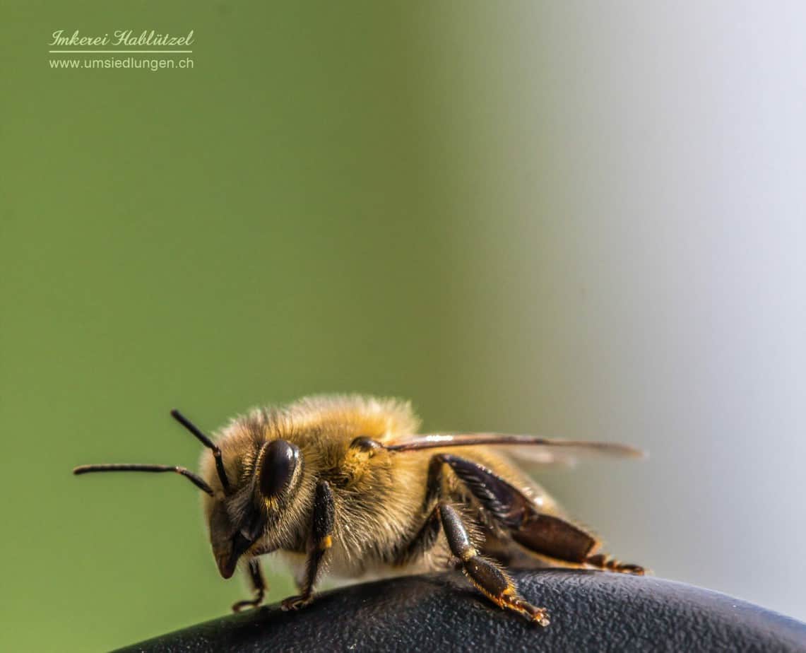 Honigbiene Biene bee