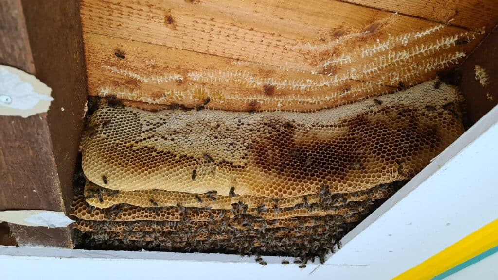 Einsatz Honigbienen Bergung April 2021