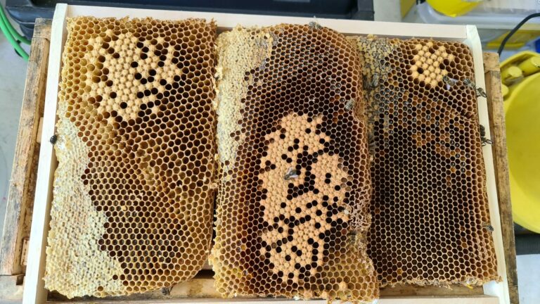 Einsatz Honigbienen Bergung April 2021