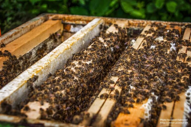 Bienen_17