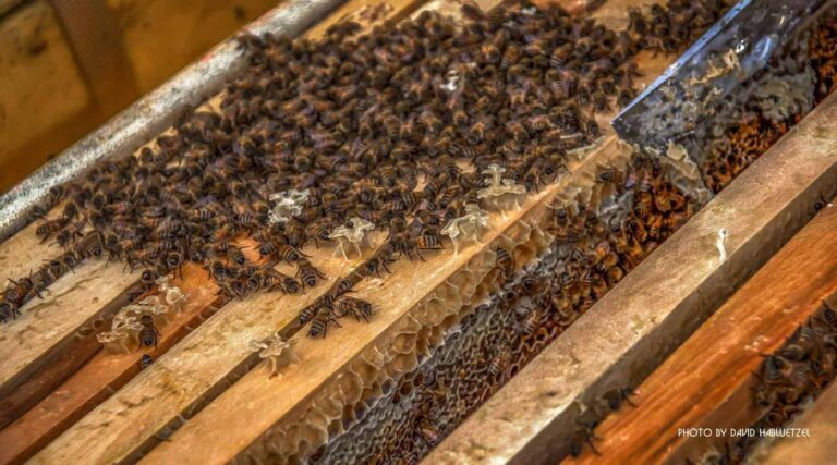 Bienen_42