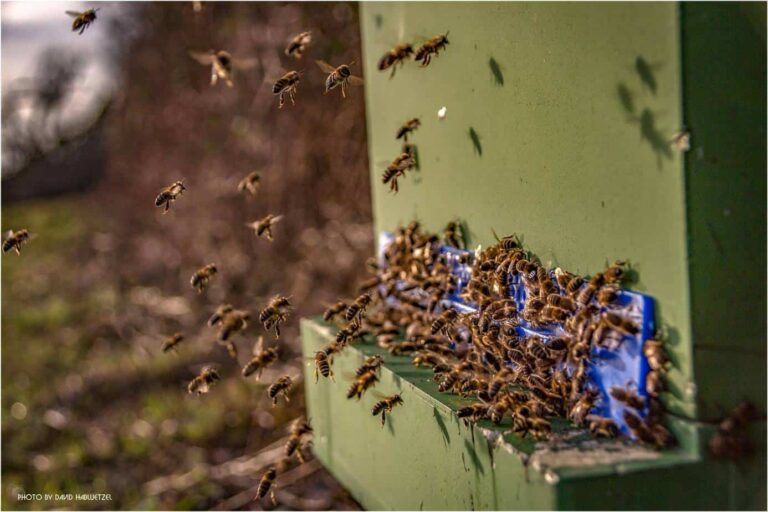 Bienen_44