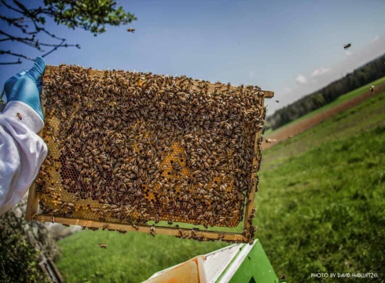 Bienen_57
