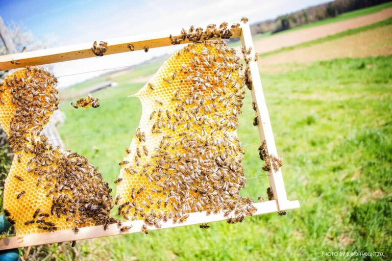 Bienen_66
