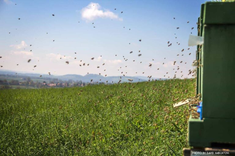 Bienen_72