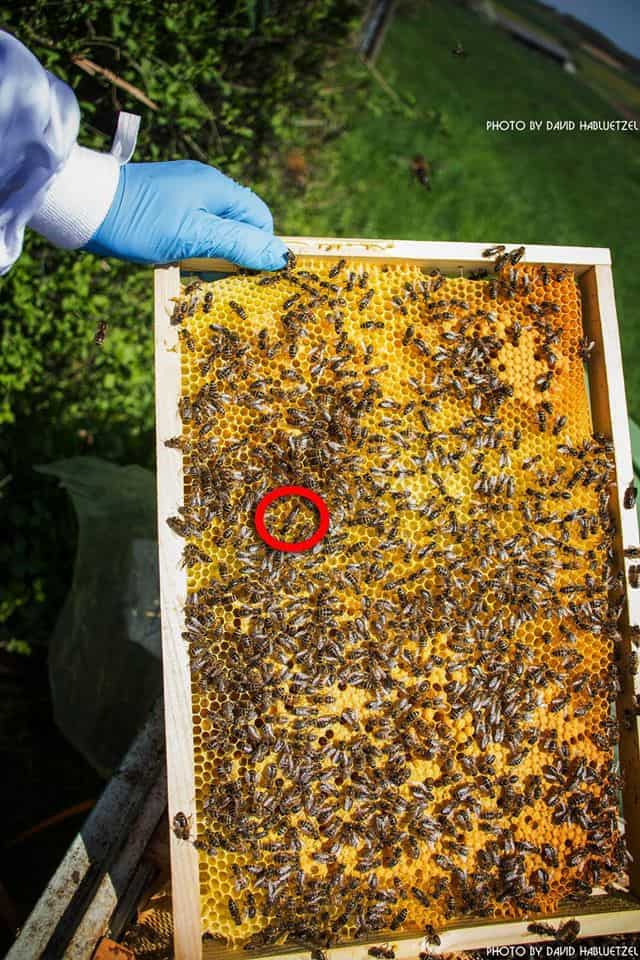 Bienen_73