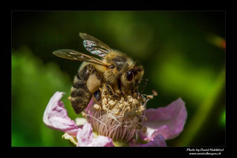 Bienen_98