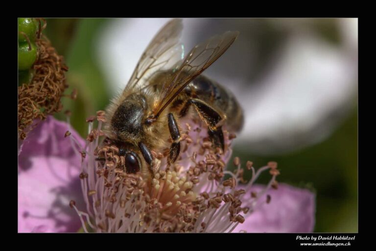 Bienen_99