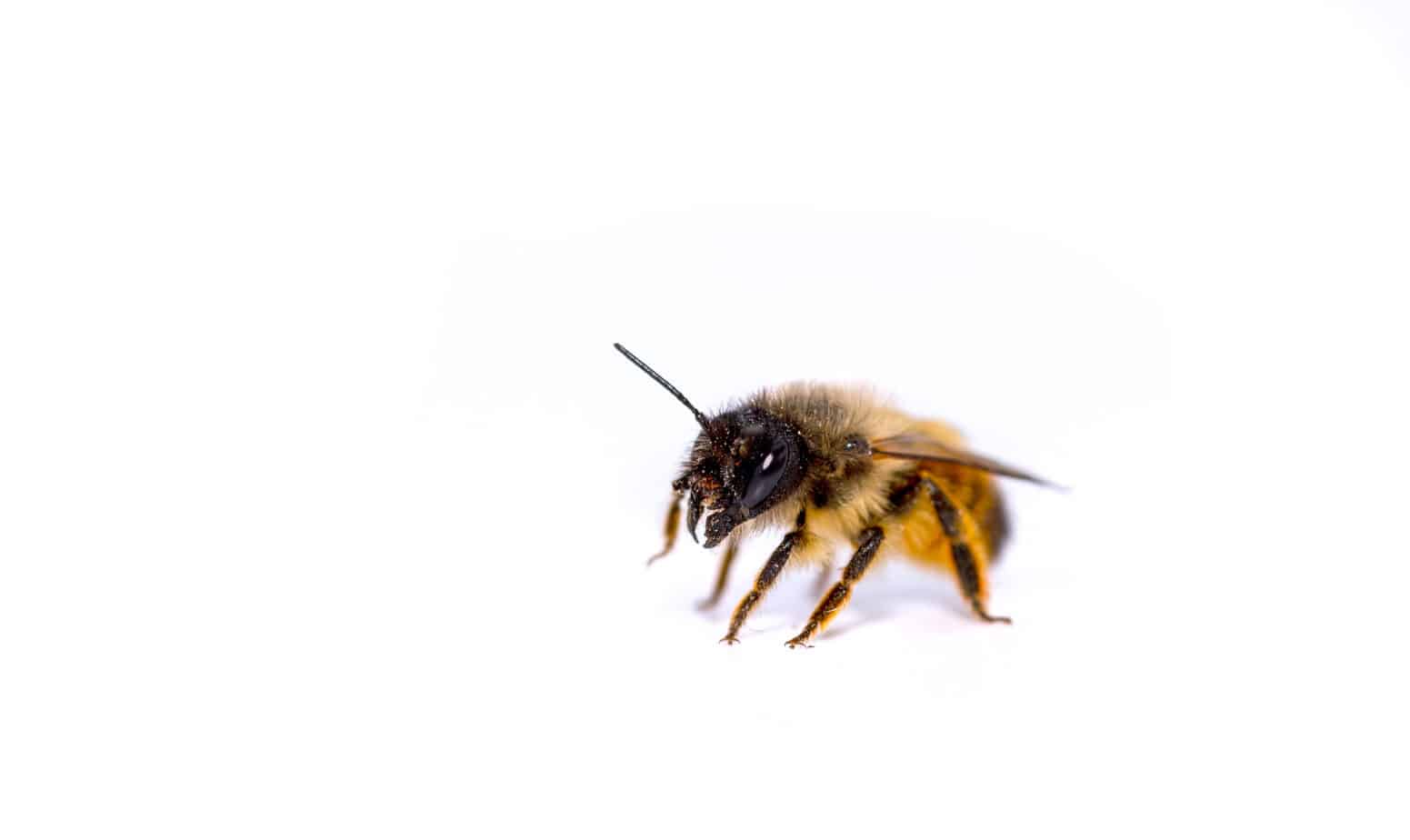 Wildbienen