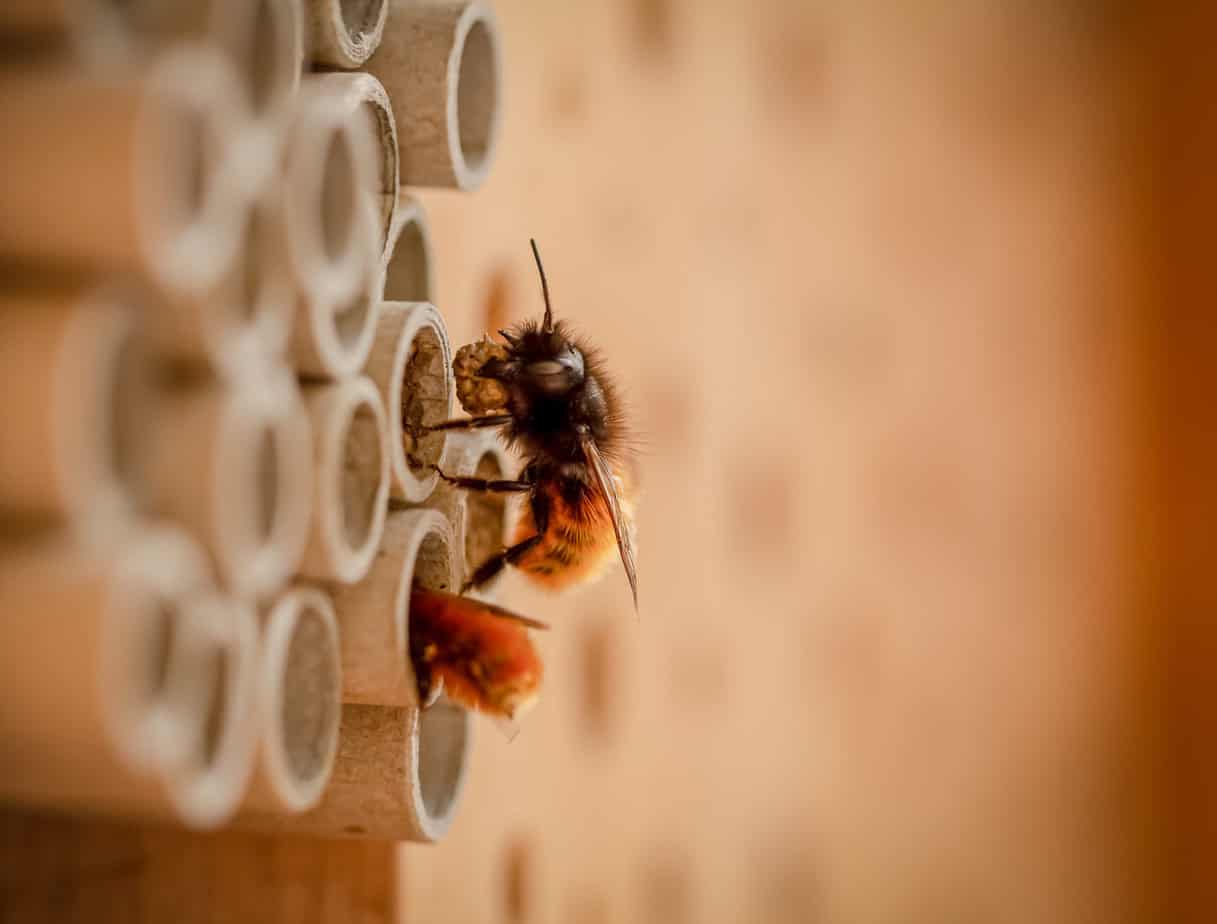 Wildbienen