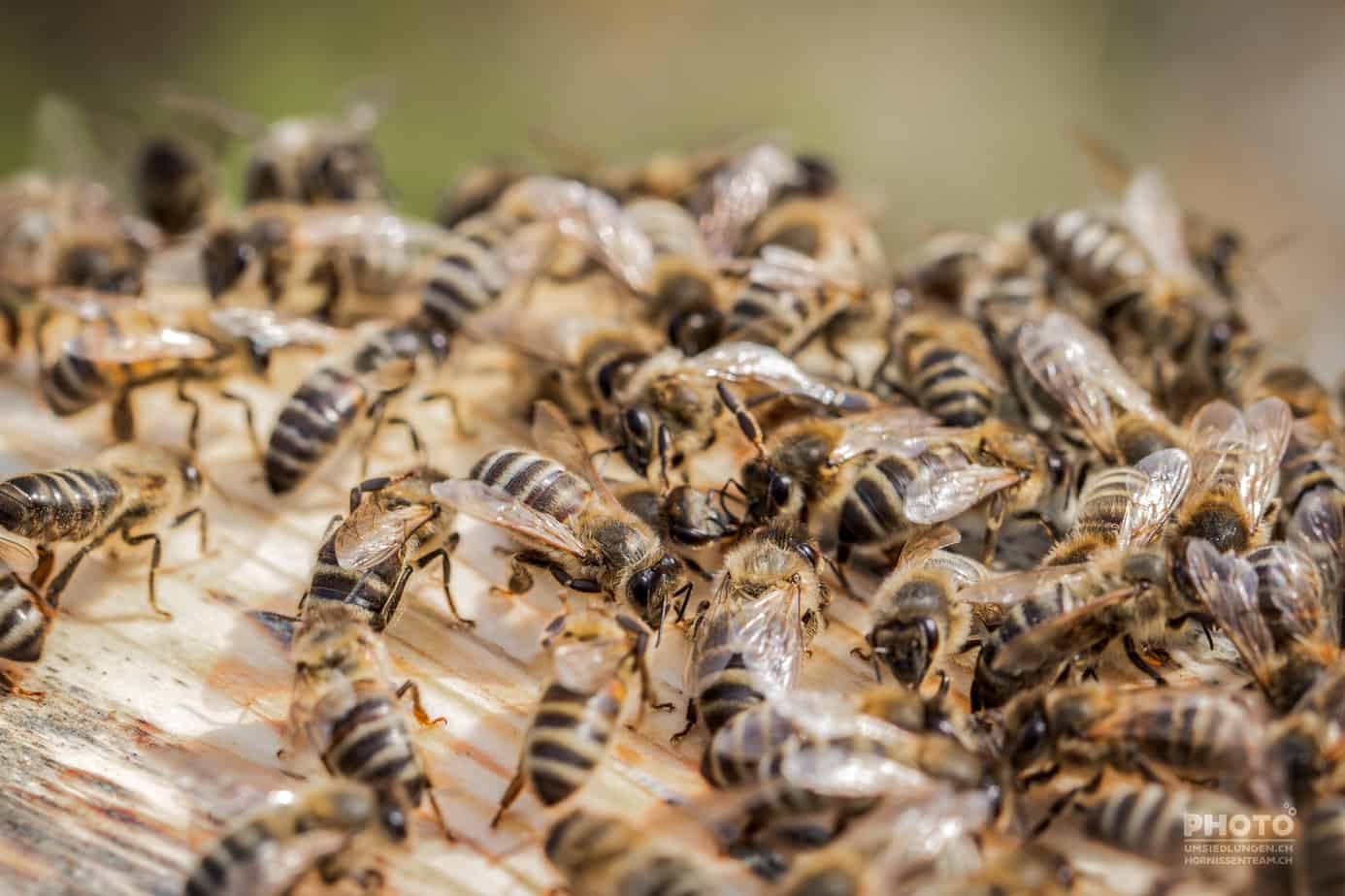 Bienen (Honigbiene)